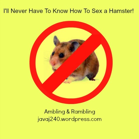 no hamsters